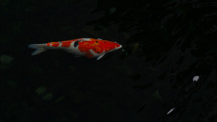 Colorful Koi Fish Swimming Gracefully in Dark Pond – Vibrant Japanese Carp in Tranquil Water

