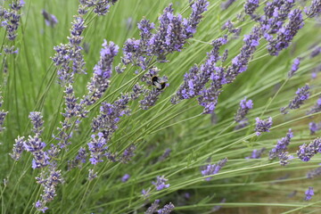 Lavender & Bees