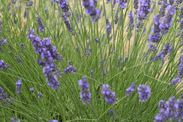 Lavender & Bees