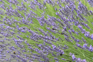 Lavender & Bees