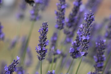 Lavender & Bees