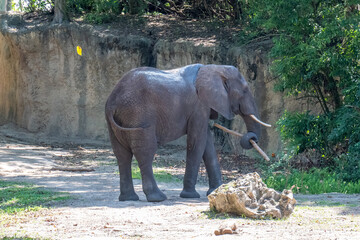 African Elephant Walking Along Rocky Enclosure Wall