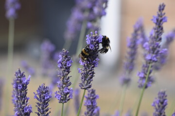 Lavender & Bees