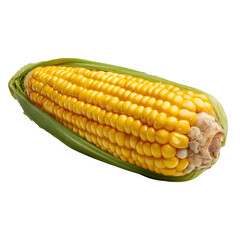 Fresh yellow corn cob with green husks isolated on transparent background