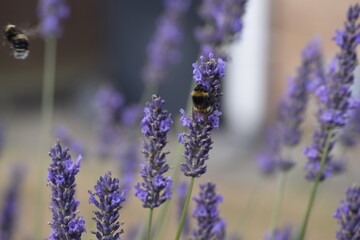 Lavender & Bees