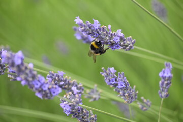 Lavender & Bees