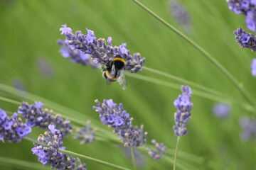 Lavender & Bees