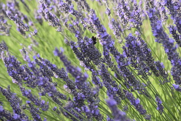 Lavender & Bees