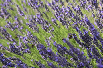 Lavender & Bees