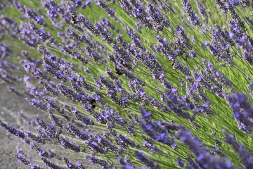 Lavender & Bees