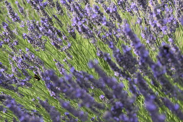 Lavender & Bees
