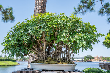 Heptapleurum arboricola or Banyan Bonsai Tree