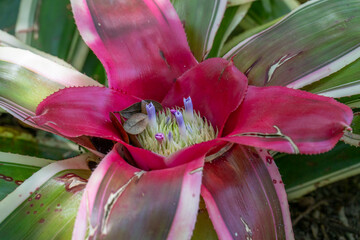 Radiant Bromeliad in Bloom