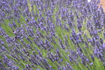 Lavender & Bees