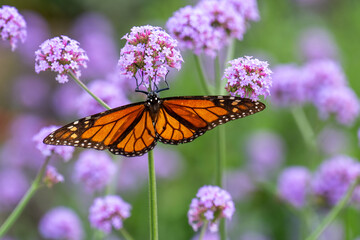 Fototapeta premium Monarch butterfly resting on some flowers
