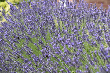 Lavender & Bees