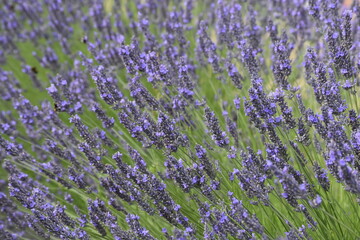 Lavender & Bees