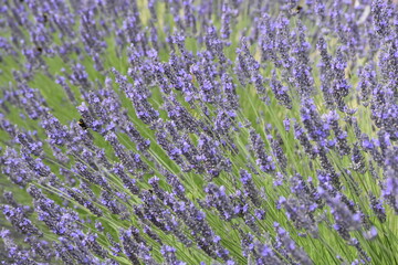 Lavender & Bees
