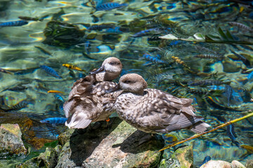 A pair of marbled ducks perched on a rock