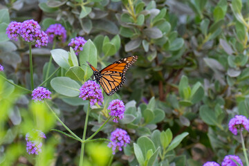 Monarch butterfly resting on some flowers