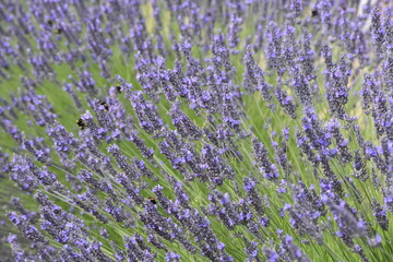 Lavender & Bees