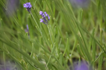 Lavender & Bees