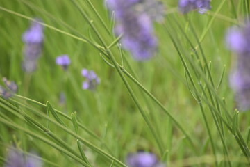 Lavender & Bees