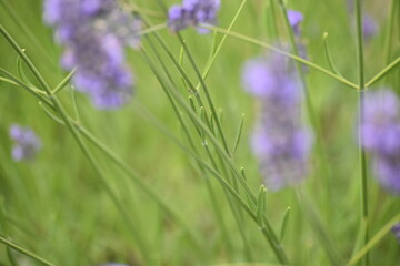 Lavender & Bees