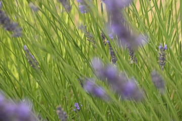 Lavender & Bees