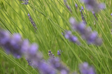 Lavender & Bees