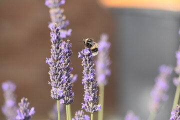 Lavender & Bees