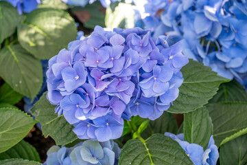 view of a violet Hydrangea flower bloom