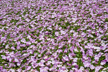 Light pink impatiens flowers in a flower bed