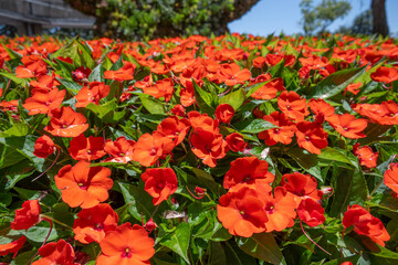 Low angle view of orange impatiens flowers