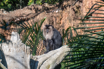 lion-tailed macaque sitting on a tree branch