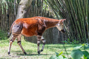Okapi Standing in Lush Green Forest Habitat