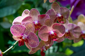 Bright pink and yellow Orchid flowers in full bloom
