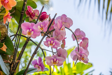 Bright pink Orchid flowers in full bloom
