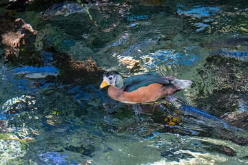 african pygmy goose swimming in water