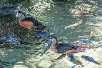 african pygmy goose swimming in water