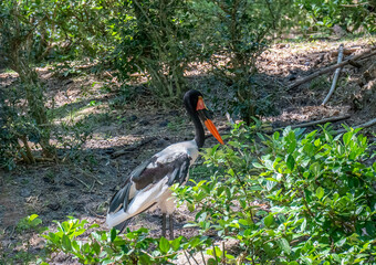 Saddle-billed stork in some bushes
