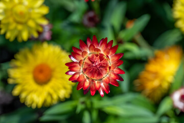 Red Xerochrysum flower bloom also known as Strawflower