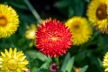 Red Xerochrysum flower bloom also known as Strawflower