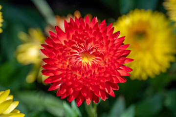 Red Xerochrysum flower bloom also known as Strawflower