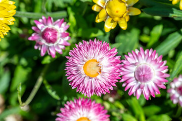 Pink Xerochrysum flower bloom also known as Strawflower