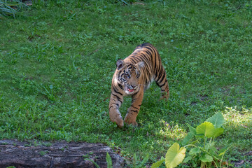 A young male Sumatran Tiger walking around.