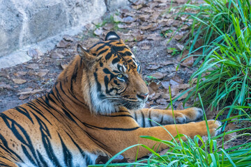 Male Sumatran Tiger resting on the ground