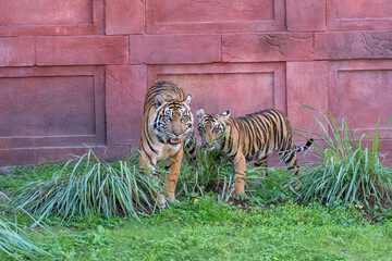 Young male Sumatran Tiger with his mum