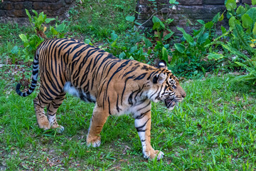 Female Sumatran Tiger walking around
