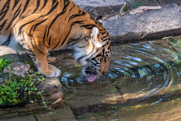 Female Sumatran Tiger drinking water from a pond